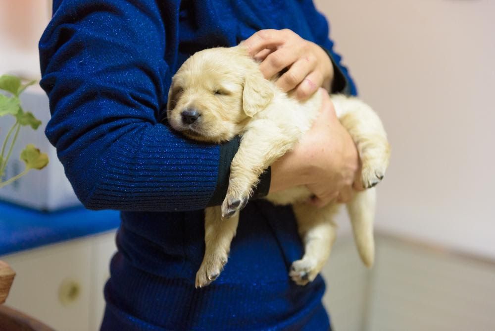 7 Tips to Stop a Puppy Barking When Left Alone